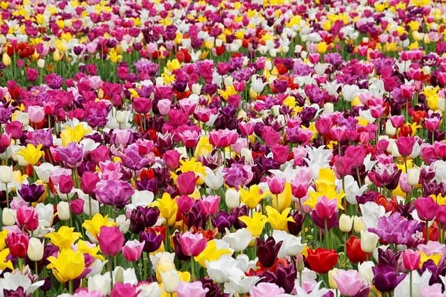 Meilleur Nettoyeur Haute Pression pour Jardin