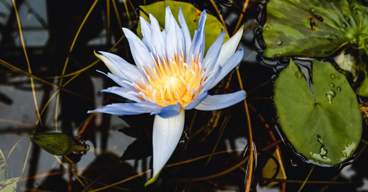 Guía de Compra de Plantas de Interior - Jardinería