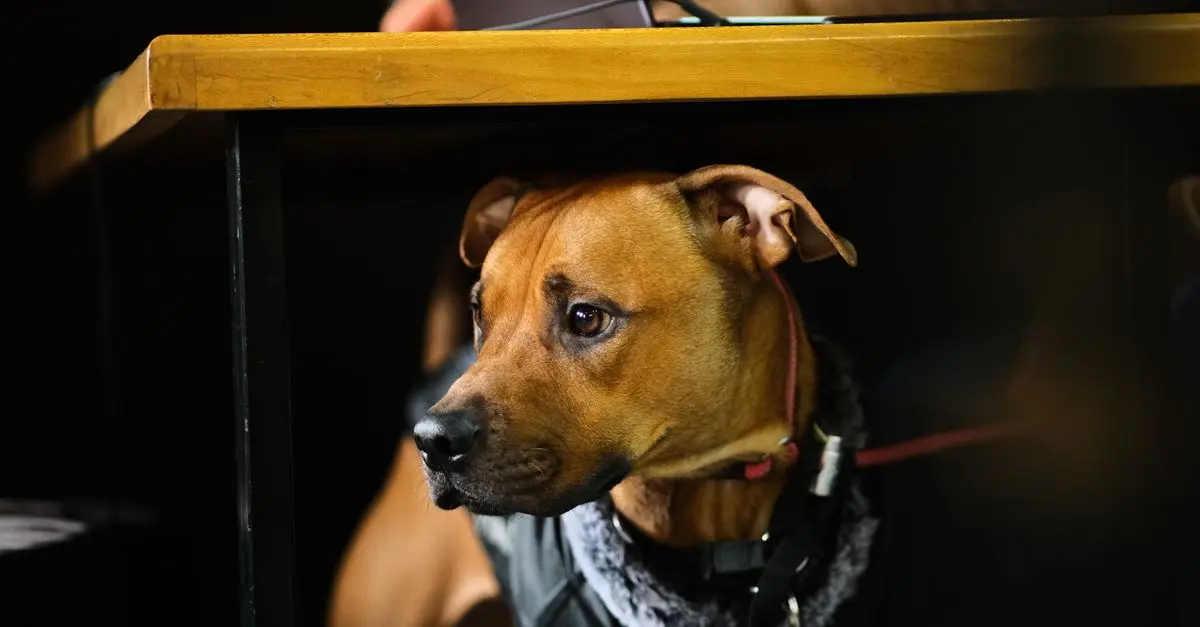 Ultimate Guide to the Best Pet Cameras